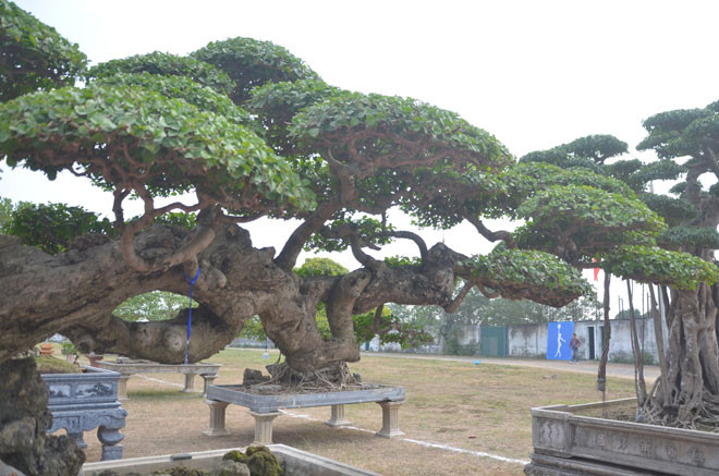 Các tán phía trên của cây duối cổ trăm tuổi nhìn đẹp và lạ mắt. Ảnh: Dân Việt