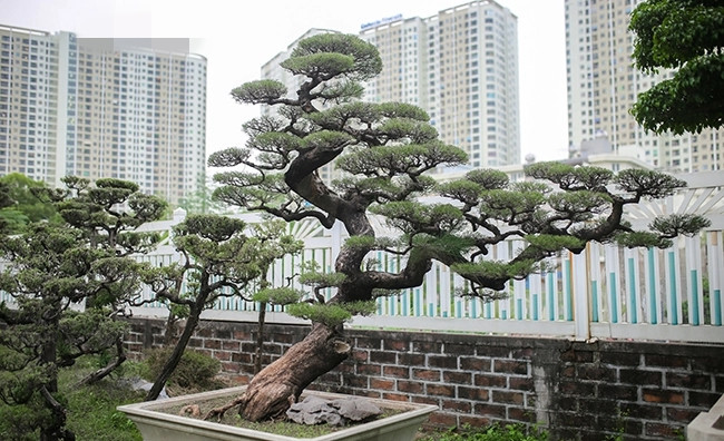 Cây phi lao quý được ông Thành đặt tên là "Long Thành". Ảnh: Dân Việt