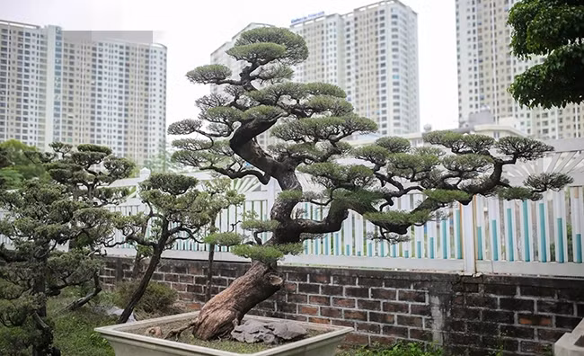 Cây phi lao quý được ông Thành đặt tên là "Long Thành". Ảnh: Dân Việt