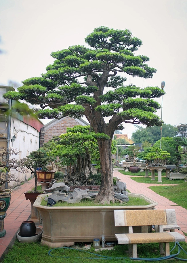 Có thể kể đến như năm 2006, chứng kiến cây tùng la hán ở Hà Đông (Hà Nội), tuổi đời hơn 300 năm (nguồn gốc từ Nhật Bản) có vỏ gốc bong tróc hết, vè bạnh gân guốc, rêu mốc, dáng thế tuyệt mĩ, ông quyết tâm mua bằng được. Ảnh: Dân Việt