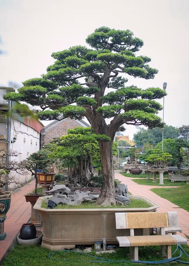 Có thể kể đến như năm 2006, chứng kiến cây tùng la hán ở Hà Đông (Hà Nội), tuổi đời hơn 300 năm (nguồn gốc từ Nhật Bản) có vỏ gốc bong tróc hết, vè bạnh gân guốc, rêu mốc, dáng thế tuyệt mĩ, ông quyết tâm mua bằng được. Ảnh: Dân Việt