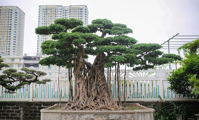 Kiếm ra được đồng nào, ông Thành dốc vào mua cây, chỉ cần thấy vừa mắt, ông sẵn sàng trả giá cao. Hơn 20 năm qua, không ít lần, vị đại gia Hà thành chơi ngông, mua cây trong tình huống bất ngờ. Ảnh: Dân VIệt