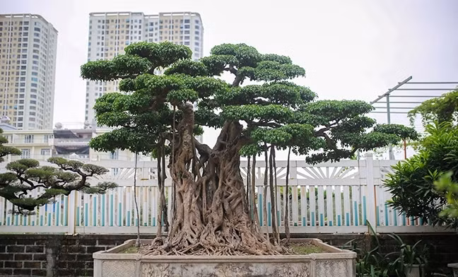 Kiếm ra được đồng nào, ông Thành dốc vào mua cây, chỉ cần thấy vừa mắt, ông sẵn sàng trả giá cao. Hơn 20 năm qua, không ít lần, vị đại gia Hà thành chơi ngông, mua cây trong tình huống bất ngờ. Ảnh: Dân VIệt