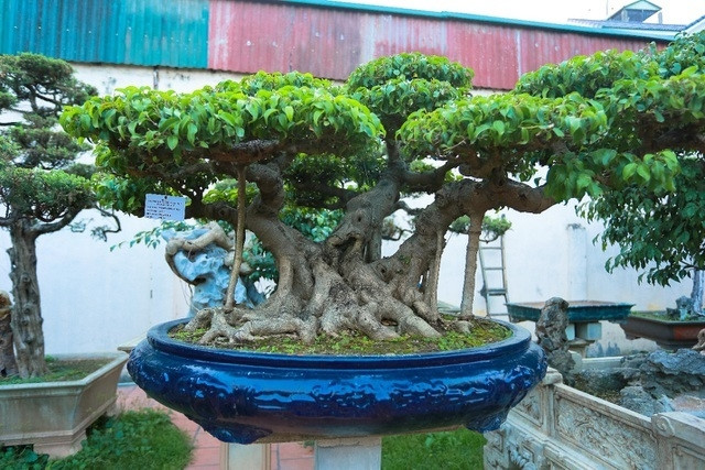 Trong vườn của ông Thành có 40 chủng loại với hơn 200 cây cảnh quý hiếm do nghệ nhân Thành dày công trồng và sưu tầm suốt hơn 25 năm qua. Ảnh: Dân trí