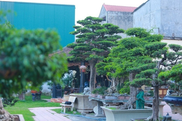 Và để mang được cây quý về, ông Thành phải bán một ngôi nhà trên phố Lò Đúc (Hai Bà Trưng, Hà Nội) mới đủ tiền mua. Ảnh: Dân trí