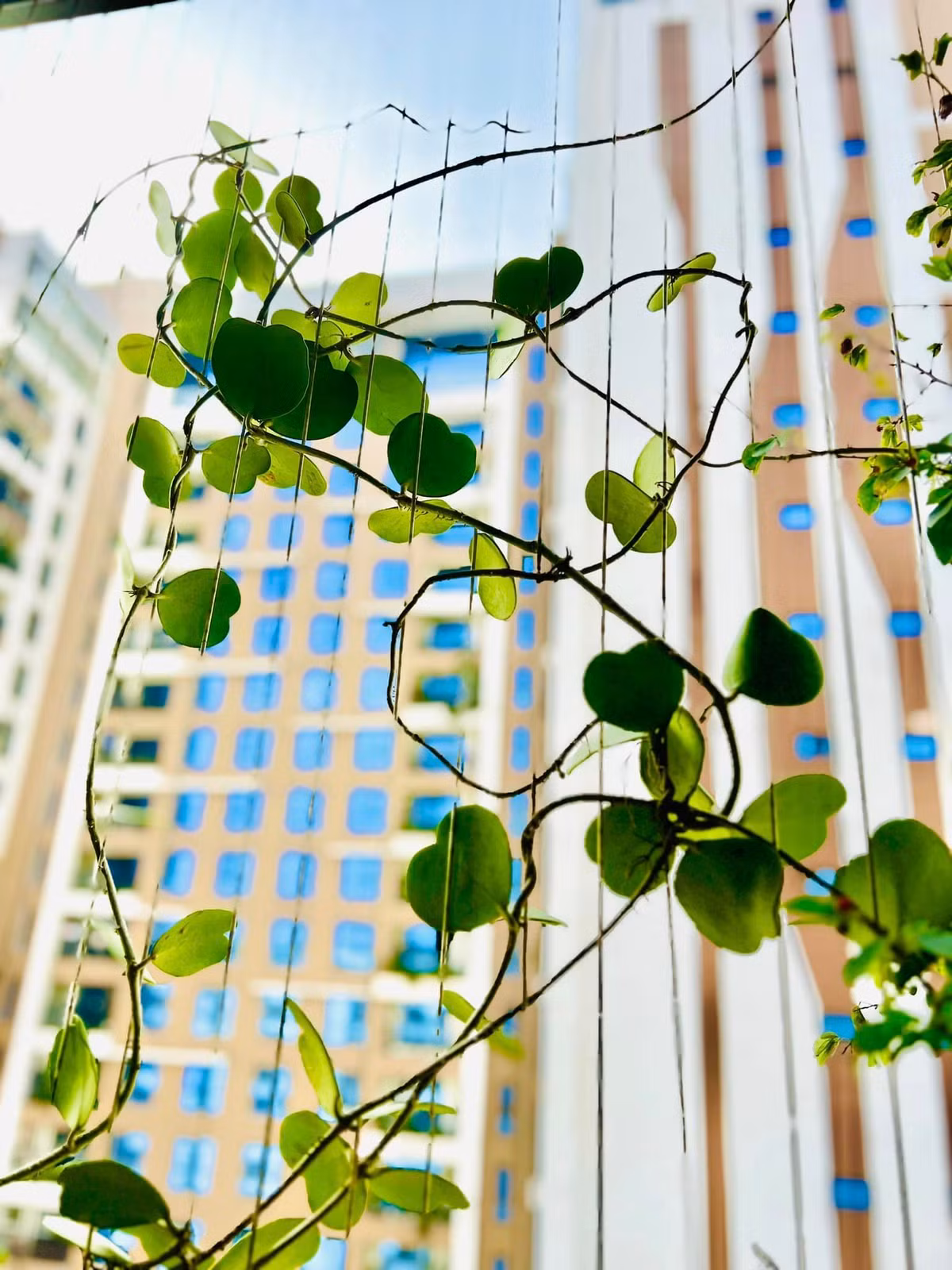 Ban công được Diễm Quỳnh hô biến thành một khu vườn nhỏ xanh mướt. Ảnh: FB Dang Diem Quynh