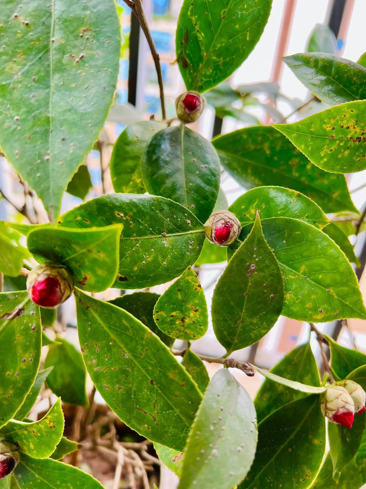 Các loại cây đua nhau xanh tốt. Ảnh: FB Dang Diem Quynh