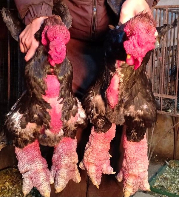 Năm nay gà Đông Tảo có giá từ 300.000 - 400.000 đồng/kg. Theo đó, gà thịt loại khoảng 3,5 - 4 kg/con, giá từ 2 triệu đồng nhưng vẫn không có đủ hàng bán cho khách. Ảnh: 1thegioi