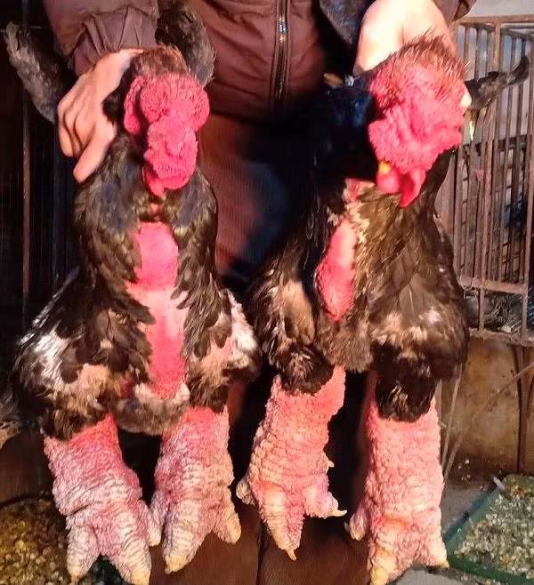 Năm nay gà Đông Tảo có giá từ 300.000 - 400.000 đồng/kg. Theo đó, gà thịt loại khoảng 3,5 - 4 kg/con, giá từ 2 triệu đồng nhưng vẫn không có đủ hàng bán cho khách. Ảnh: 1thegioi