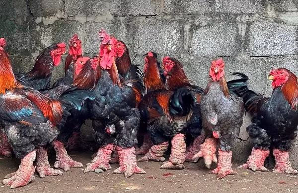 Gần Tết Nguyên đán 2024, nhiều khách hàng từ Hà Nội và các tỉnh lân cận tìm về huyện Khoái Châu (Hưng Yên) đặt mua gà làm quà biếu. Ảnh: 1thegioi