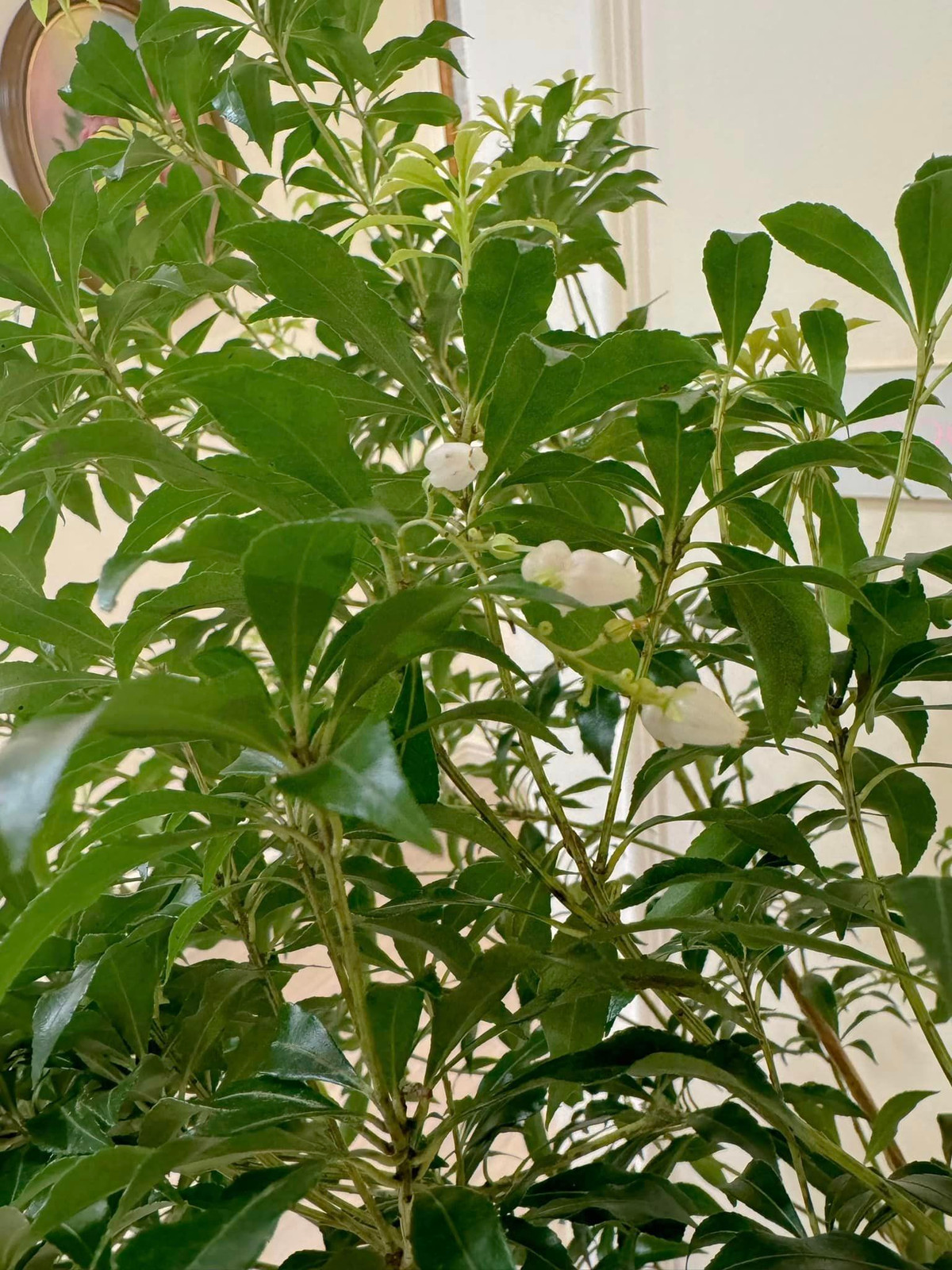 Hoa Asebi trắng li ti xinh xắn như hoa chuông bé tí tẹo.