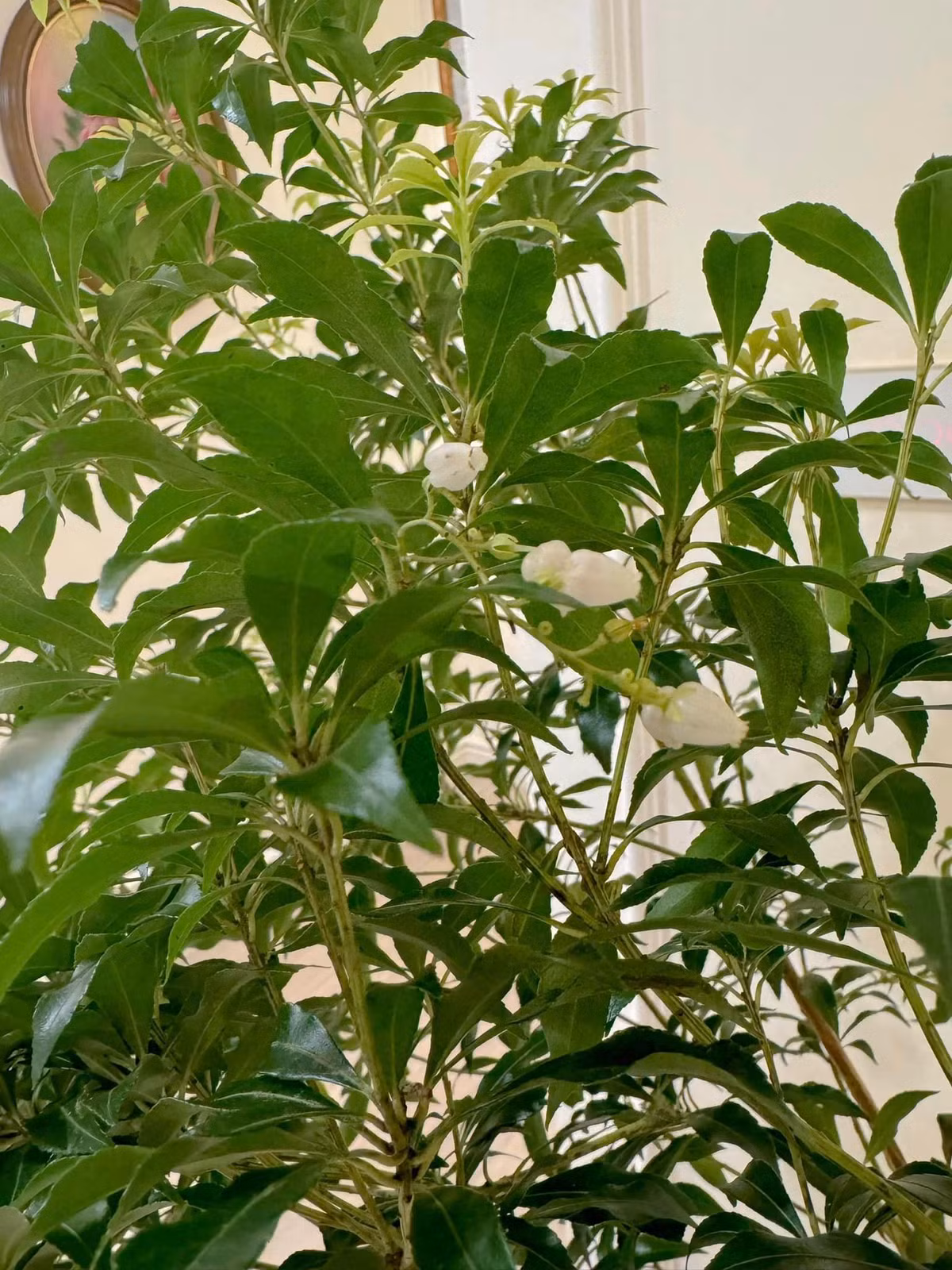 Hoa Asebi trắng li ti xinh xắn như hoa chuông bé tí tẹo.