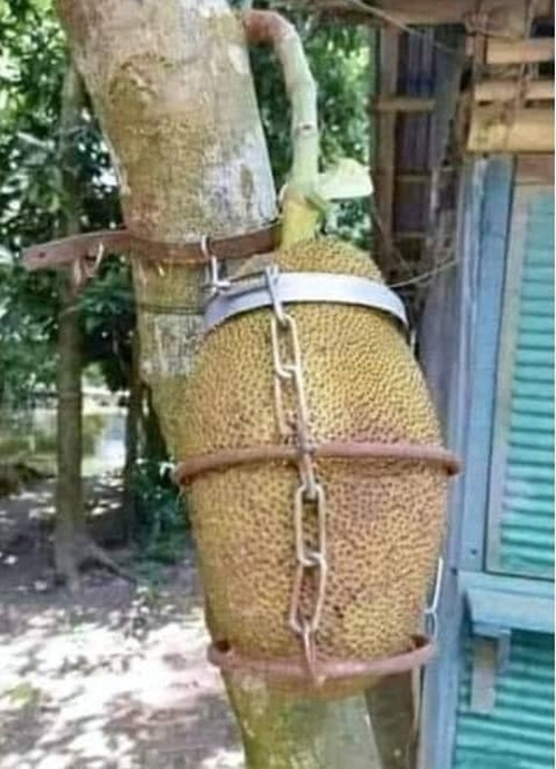 Muốn lấy được trái mít, tên trộm phải phá được khó và chiếc xích to như thế này. Ảnh: Facebook