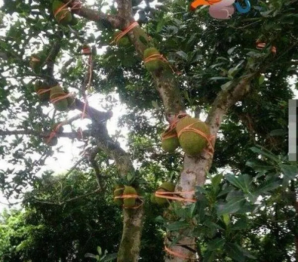 Có cây mít sai nhất xóm cũng nhiều nỗi khổ. Ảnh: Facebook