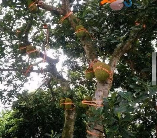 Có cây mít sai nhất xóm cũng nhiều nỗi khổ. Ảnh: Facebook