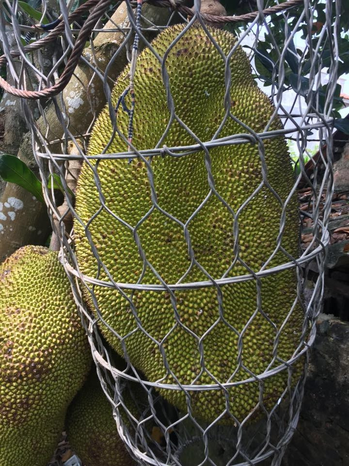Gia chủ đầu tư cả một sọt sắt để bảo vệ quả mít. Ảnh: Facebook