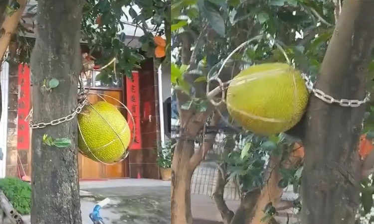 Chủ nhà dùng lồng khóa từng mít trên cây. Ảnh: Facebook