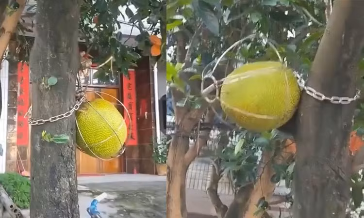 Chủ nhà dùng lồng khóa từng mít trên cây. Ảnh: Facebook