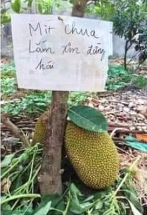 Không cần làm hàng rào kiên cố, chủ nhân viết lời nhắn nhủ yêu thương. Ảnh: Facebook