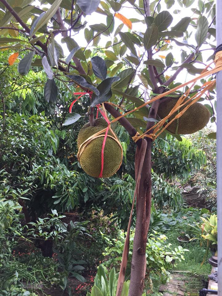 Hai trái mit sinh đôi được buộc chặt vào cột. Ảnh: Facebook