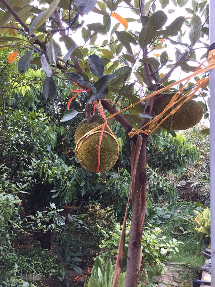 Hai trái mit sinh đôi được buộc chặt vào cột. Ảnh: Facebook