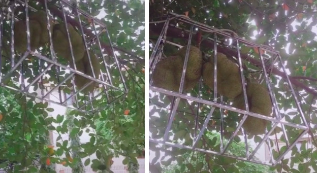 Sau nhiều lần bị trộm mít, gia chủ quyết định làm lồng sắt kiên cố như thế này. Ảnh: TikTok
