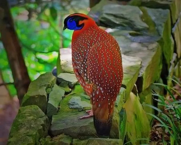 Gà lôi tía: Với cẳng chân hồng, ức cam và nâu, thân mình đỏ với lông đốm trắng, mặt xanh lam, gà lôi tía được coi là một trong những loài chim trĩ đẹp nhất thế giới. Đây là loài đặc hữu của Việt Nam, chỉ gặp ở độ cao trên 2.000m của tỉnh Lào Cai.