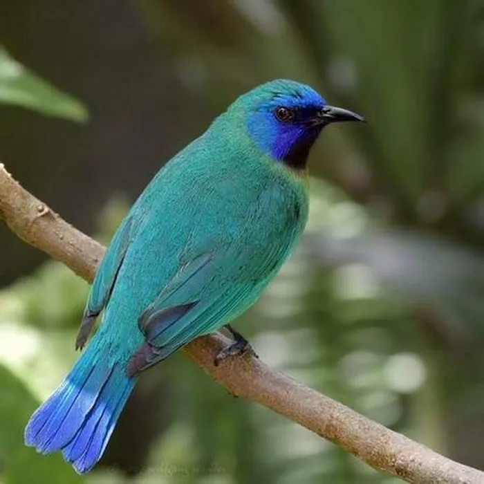  Chim xanh cánh lam: Đúng như tên gọi của mình, chim xanh Nam Bộ (còn được gọi là chim xanh cánh lam) sở hữu bộ lông màu xanh biếc rất dịu mắt.