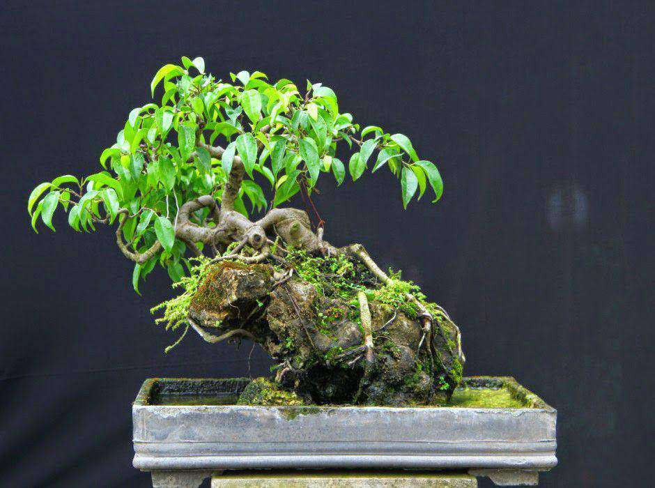 Mỗi tác phẩm bonsai sanh có kích thước và giá trị khác nhau. Ảnh: Facebook