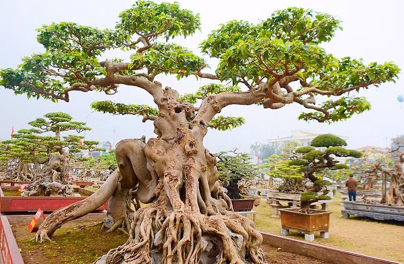 Giá trị của tác phẩm bonsai sanh một phần nằm ở độ khó khi tạo tác, uốn tỉa mà chỉ những nghệ nhân có tay nghề cao mới làm được. Ảnh: Facebook