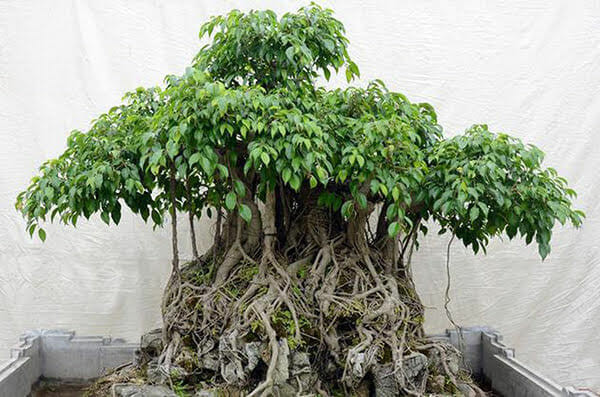 Các tác phẩm bonsai sanh đa dạng về hình dáng như trực, hoành, song thụ, thác đổ... giá trị từ vài trăm nghìn đến hàng trăm triệu đồng. Ảnh: Facebook
