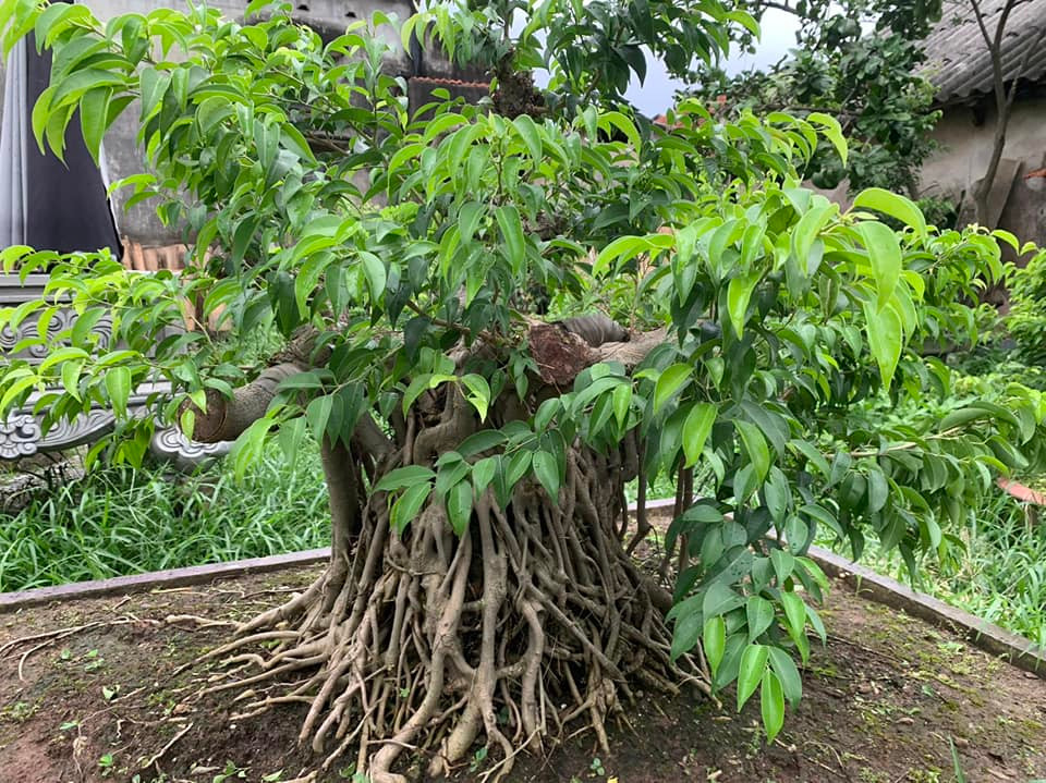 Các kiểu tán lá phổ biến của cây sanh gồm: tán lá tròn đầy, tán lá thoáng, tán lá phá cách... Ảnh: Facebook