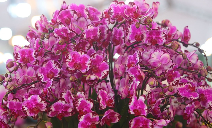 Lan hồ điệp có thân cây tròn trịa, xanh tươi, cánh hoa tròn đối xứng, màu sắc tươi sáng, tượng trưng cho may mắn, sang trọng. Ảnh: Daidoanket