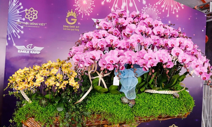 Lan hồ điệp thường có màu chủ đạo là vàng, trắng, đỏ, tím. Tùy theo yêu cầu của khách, người bán sẽ ghép lại để thành chậu lan rực rỡ. Ảnh: Dân Việt
