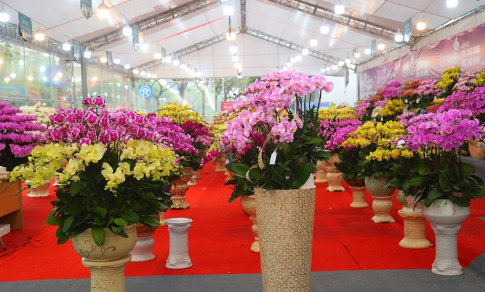 Được cho là loài hoa mang đến sự khởi đầu tốt đẹp, lan hồ điệp trở thành mặt hàng được người tiêu dùng đặt mua về chơi Tết. Ảnh; Daidoanket
