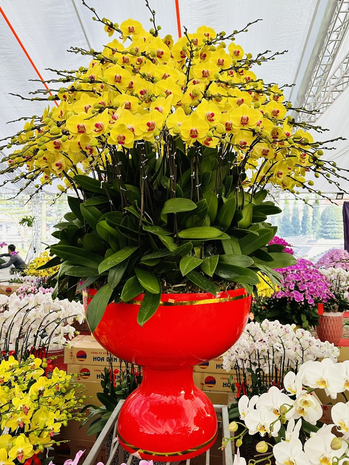 Không chỉ ở Hà Nội, những chậu lan hồ điệp có kích thước lớn cũng được người dân Hà Tĩnh đặc biệt chú ý và quan tâm trong dịp Tết Nguyên đán 2024. Ảnh: Hatinhgov