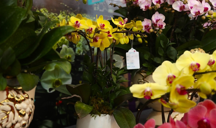 Nhiều chậu hoa lan hồ điệp Đà Lạt vận chuyển ra Hà Nội phục vụ thị trường Tết Nguyên đán 2024 có giá hàng chục triệu đồng. Ảnh: Công luận