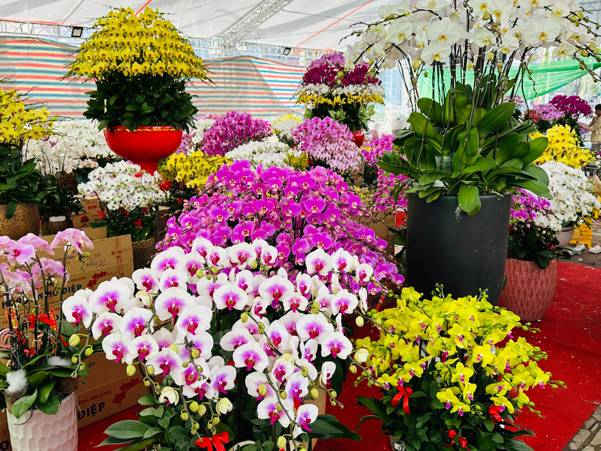 Những bình lan hồ điệp được cắm cầu kỳ có giá từ 3 đến 100 triệu đồng, tuỳ vào nhu cầu của khách. Ảnh: Hatinhgov