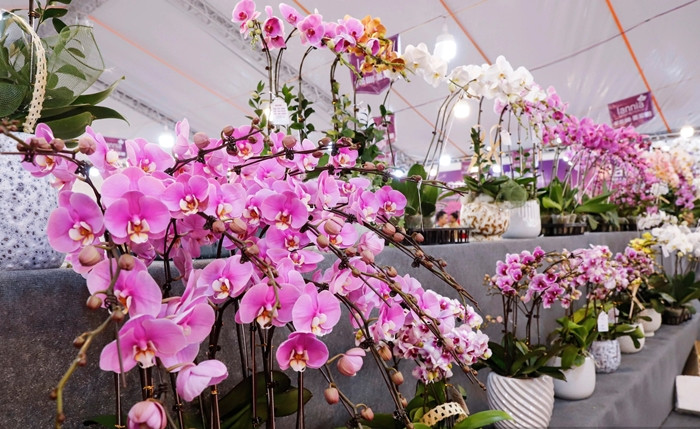 Bên cạnh đó, những chậu lan giá mềm hơn khoảng 3 - 5 triệu đồng cũng được bày bán, phục vụ nhu cầu của khách. Ảnh: Dân Việt