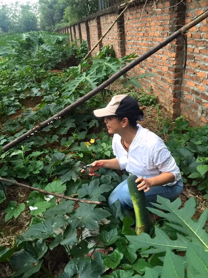 Vườn rau xanh mướt.