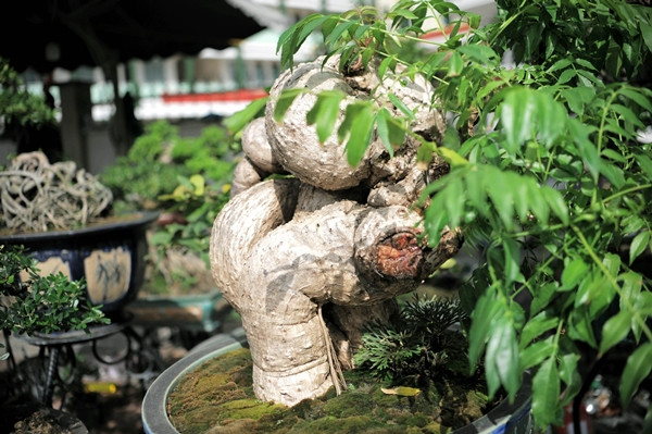 Thêm một tác phẩm cóc bonsai có hình dáng kỳ lạ. Ảnh: Dân Việt