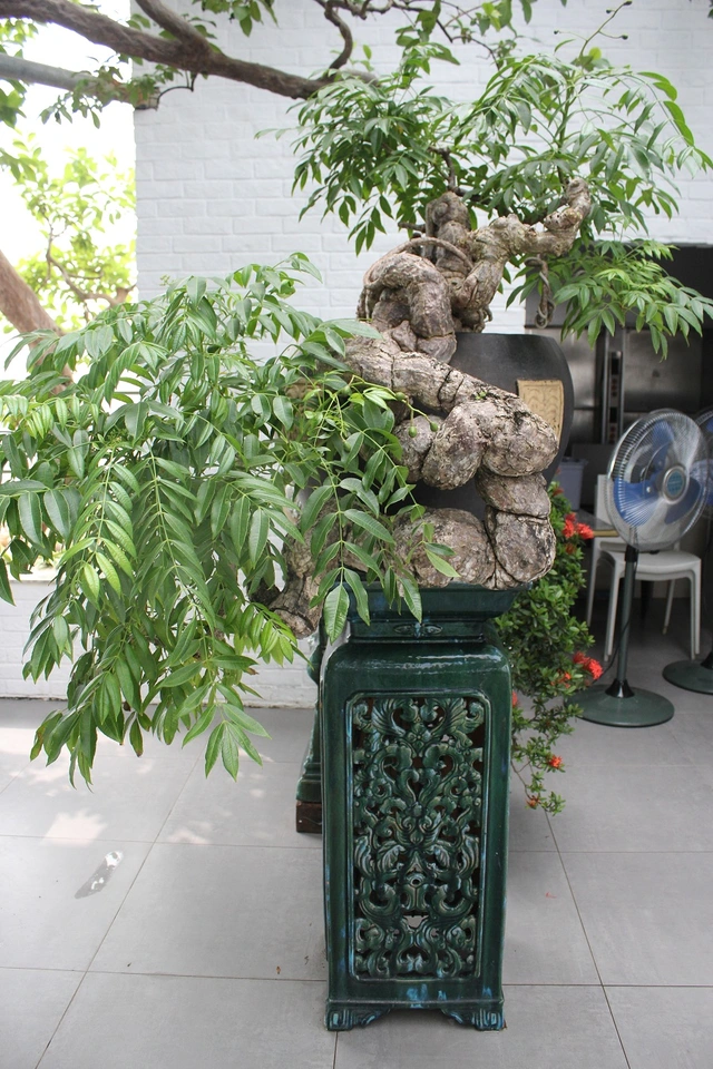 Trong vườn cây cảnh của nghệ nhân Nguyễn Gia Thọ (Hà Nội) có cây cóc dáng huyền từng giành Huy chương vàng trong triển lãm Festival Sinh vật cảnh Hà Nội 2016. Ảnh: Người đưa tin