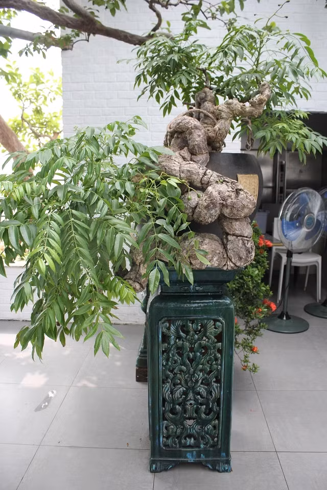 Trong vườn cây cảnh của nghệ nhân Nguyễn Gia Thọ (Hà Nội) có cây cóc dáng huyền từng giành Huy chương vàng trong triển lãm Festival Sinh vật cảnh Hà Nội 2016. Ảnh: Người đưa tin