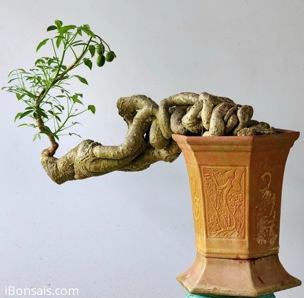Cóc bonsai có đường thân độc đáo, cho nhiều trái.Ảnh: ibonsai