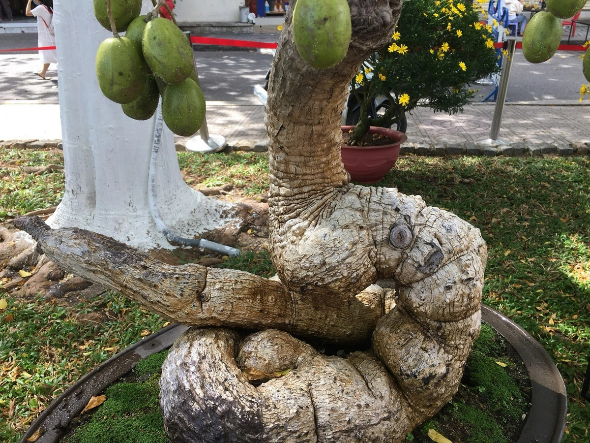 Cây cóc cổ thụ cho đầy trái có gốc cuộn tròn như con rắn hổ mang... Ảnh: Dân Việt