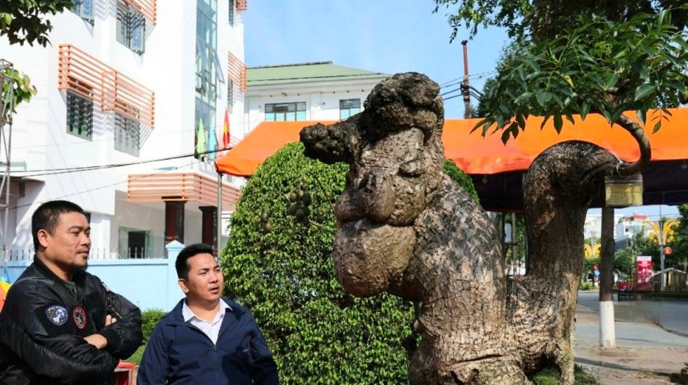 Cây cóc hình quái thú nhận được nhiều lời khen của người xem bởi sự độc lạ. Ảnh: Báo Quảng Ngãi