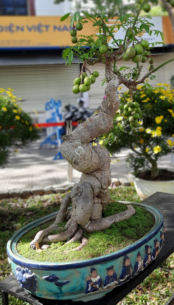 Cóc bonsai cổ quái, uốn lượn tuyệt đẹp được nhiều người ưa chuộng. Ảnh: Baokhanhhoa