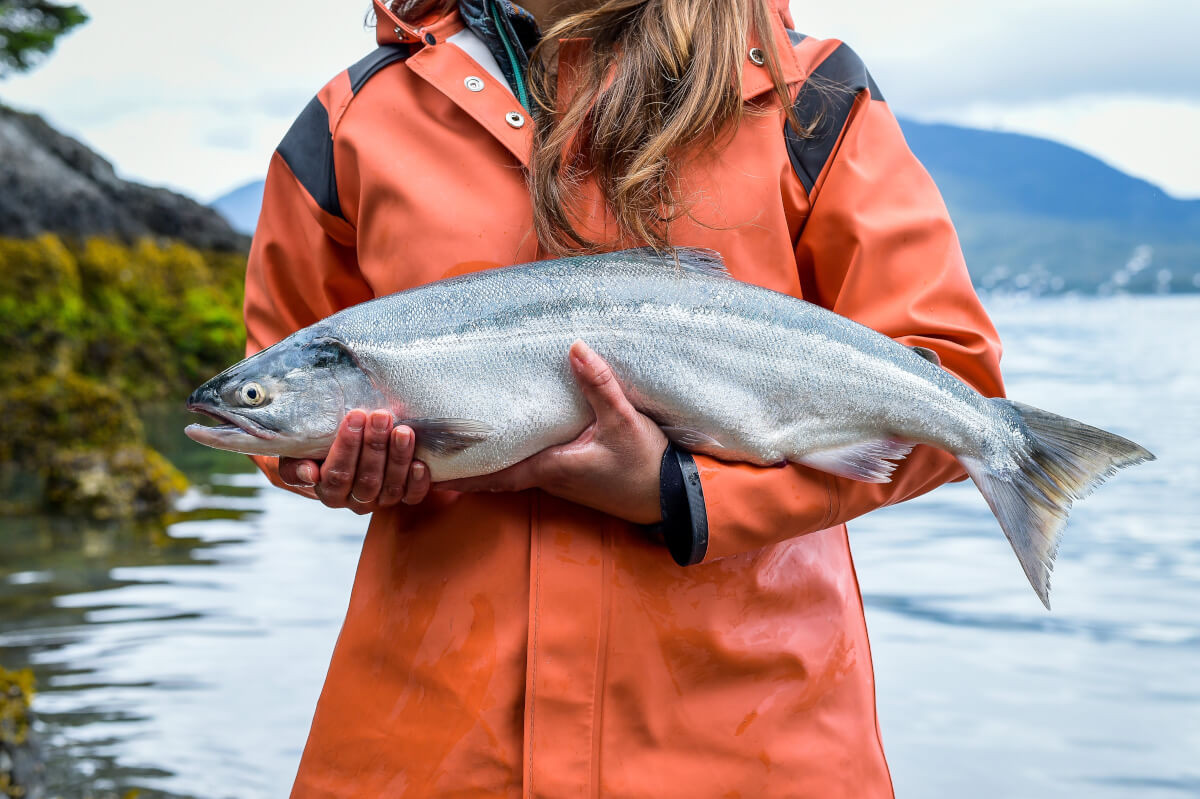 Những ngư dân ở Cordova, Alaska phải dành cả ngày ở vùng biển nguy hiểm, sử dụng các thiết bị có thể đe dọa tính mạng và chi hàng nghìn đô la để được cấp giấy phép đánh bắt cá hồi vua. Tuy nhiên, tất cả đều có nguy cơ trở về cảng tay không. Ảnh: Getty