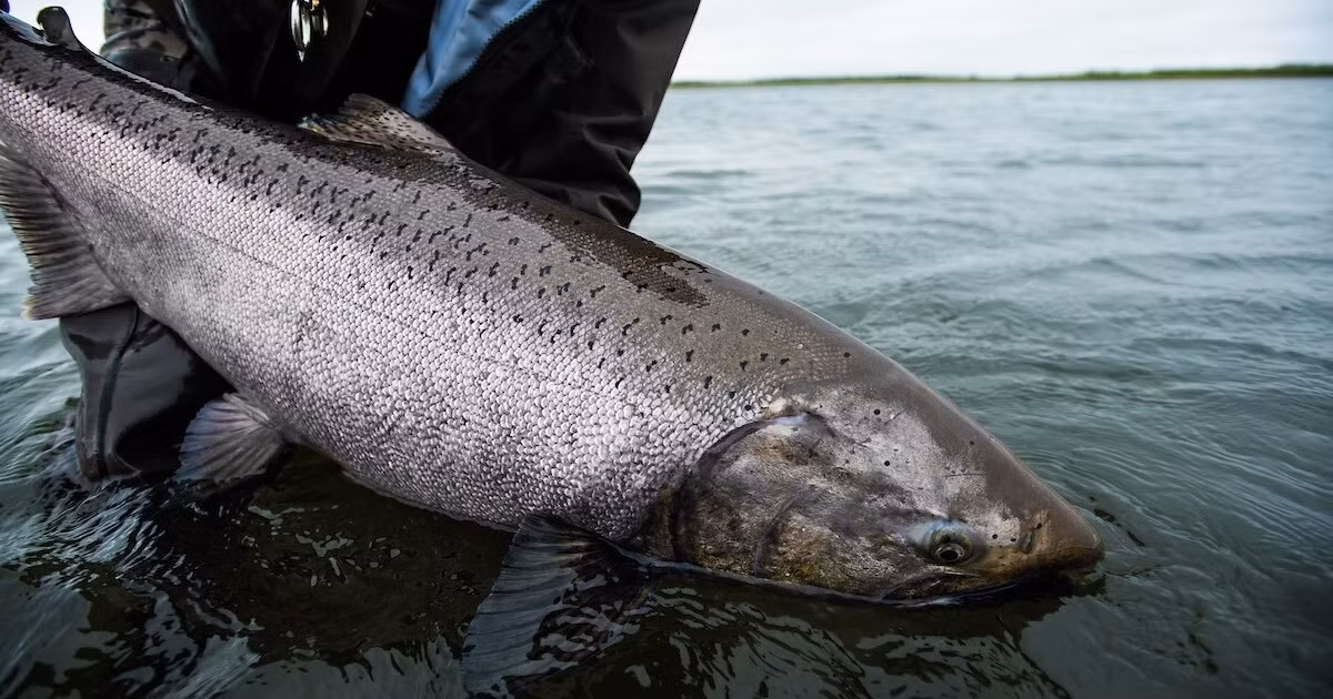 Dù khá phổ biến nhưng hương vị đặc biệt khiến loài cá này có mức giá cao, trung bình khoảng 1,65 triệu đồng/kg. Ảnh: Getty