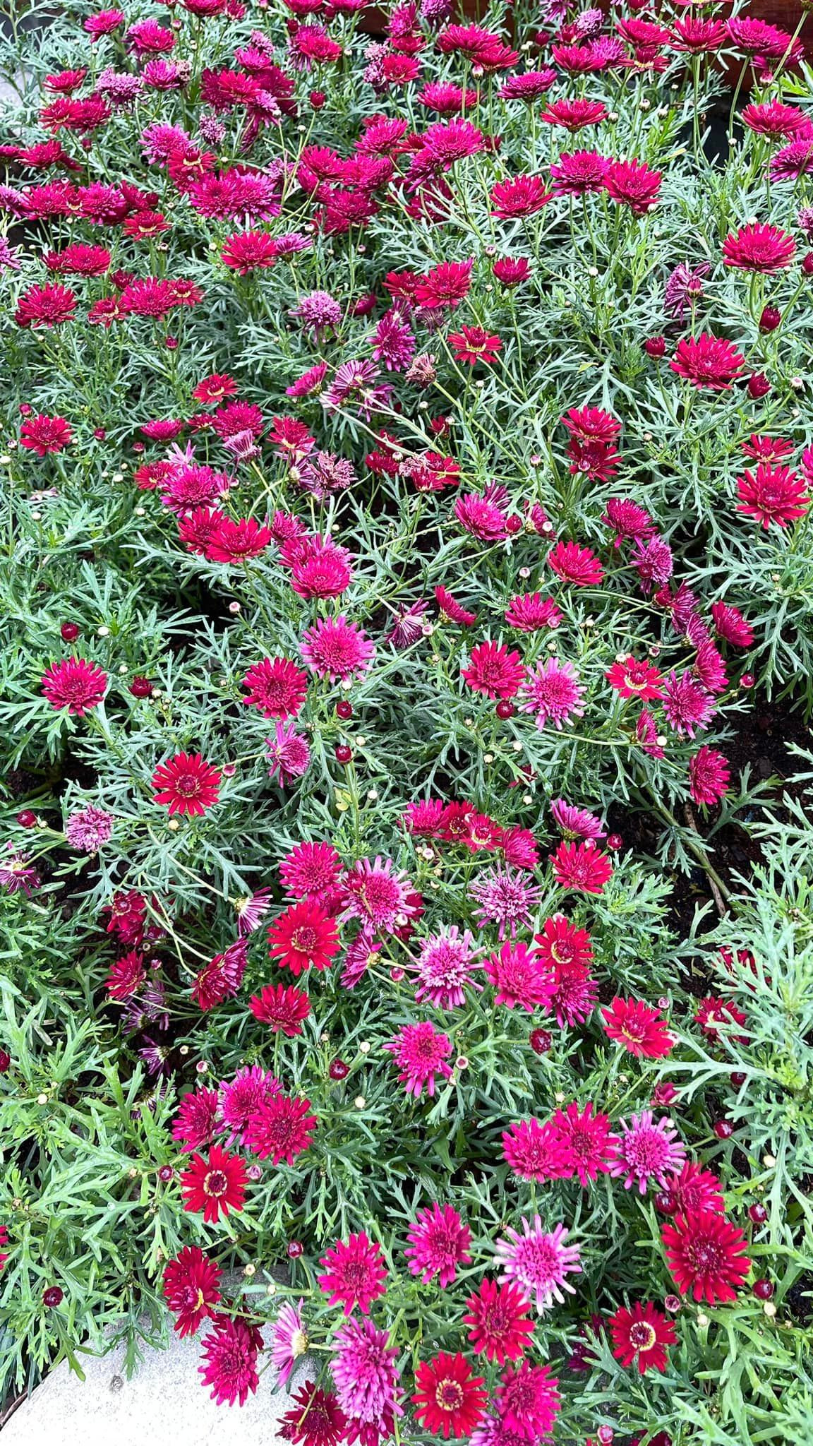 Hoa cúc rực rỡ như gọi xuân về.